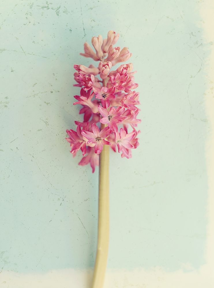 Soft Pink Hyacinth art print by Sarah Gardner for $57.95 CAD