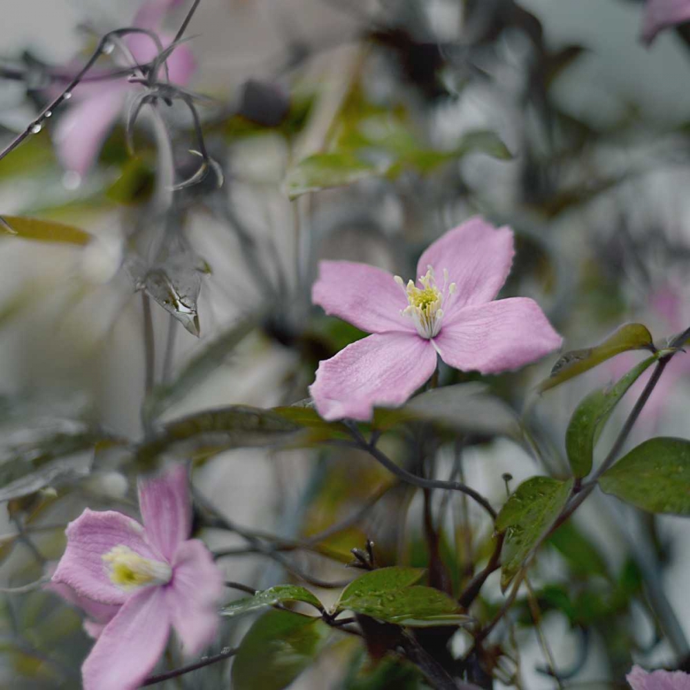 Springtime II art print by Sarah Gardner for $57.95 CAD