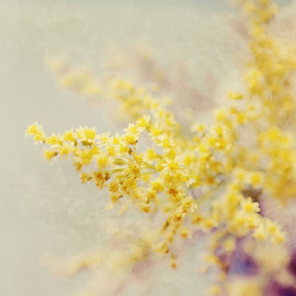 Yellow Blooms in Spring art print by Sarah Gardner for $57.95 CAD