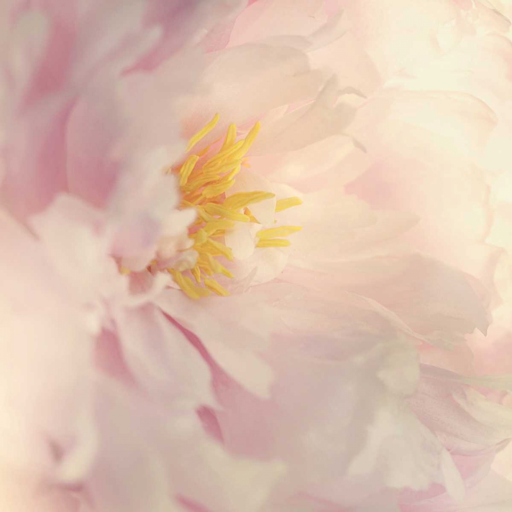 Bloom art print by Sarah Gardner for $57.95 CAD