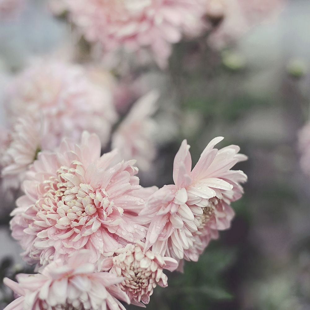 Evening Blooms art print by Sarah Gardner for $57.95 CAD