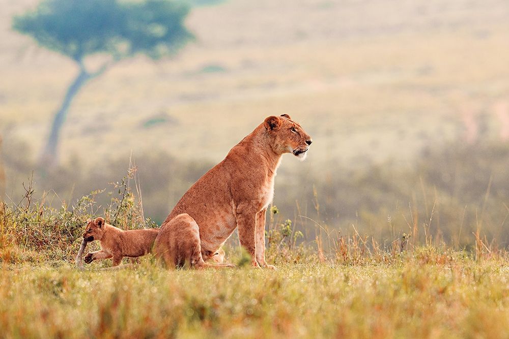 A Lions Tale art print by Shelley Lake for $57.95 CAD