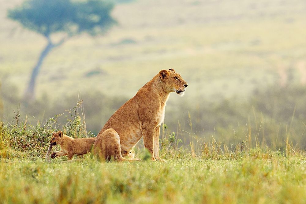 A Lions Tail art print by Shelley Lake for $57.95 CAD