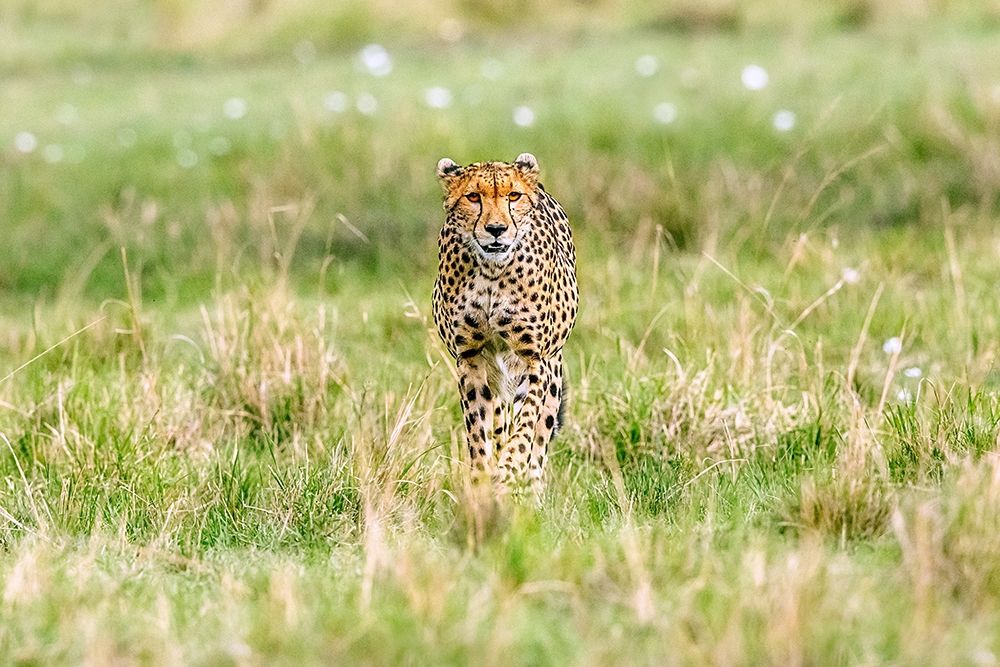 Cheetah art print by Shelley Lake for $57.95 CAD