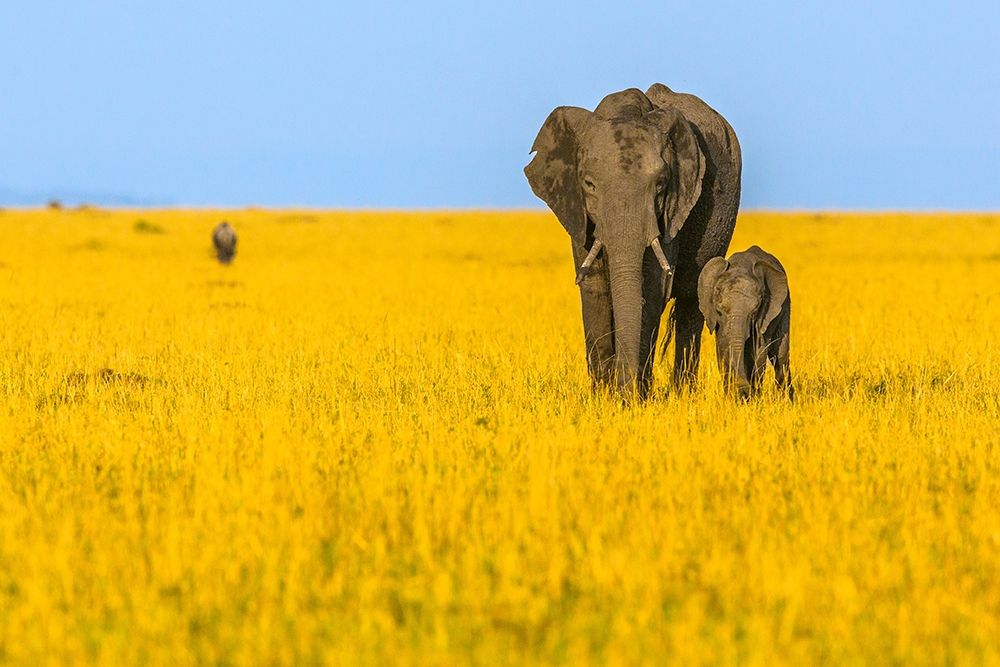 Vibrant Africa art print by Shelley Lake for $57.95 CAD