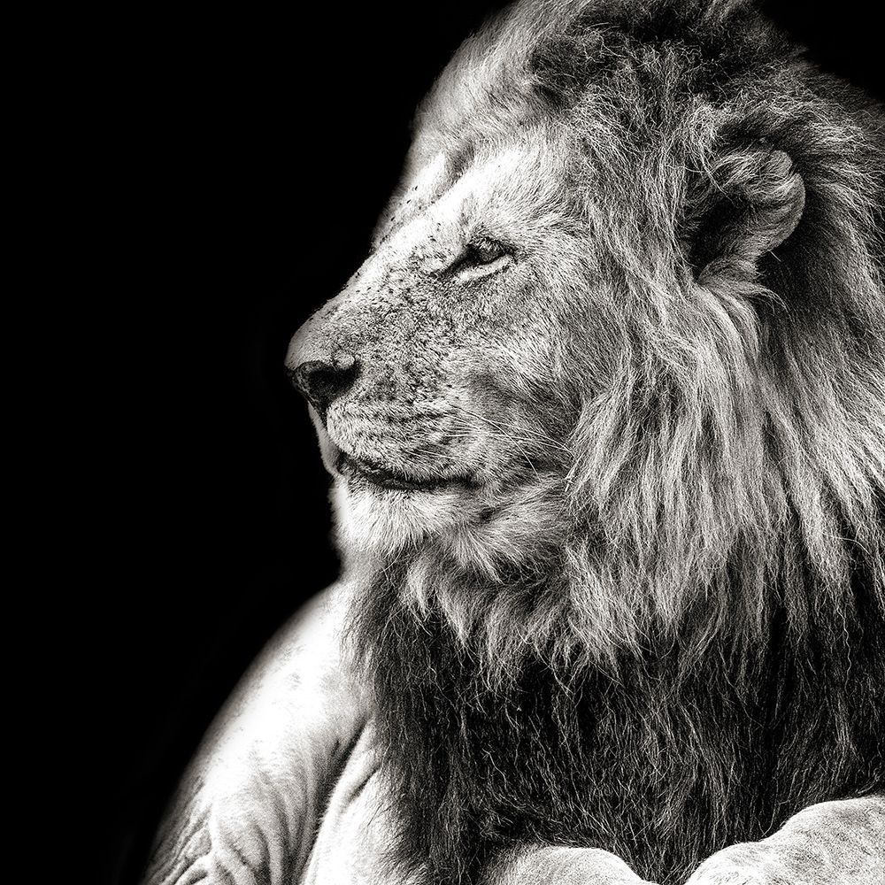King Of The Jungle on Black art print by Shelley Lake for $57.95 CAD