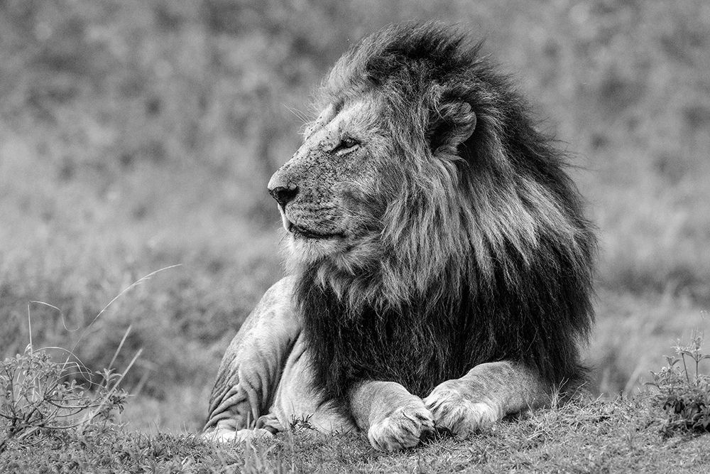 King Of The Jungle art print by Shelley Lake for $57.95 CAD