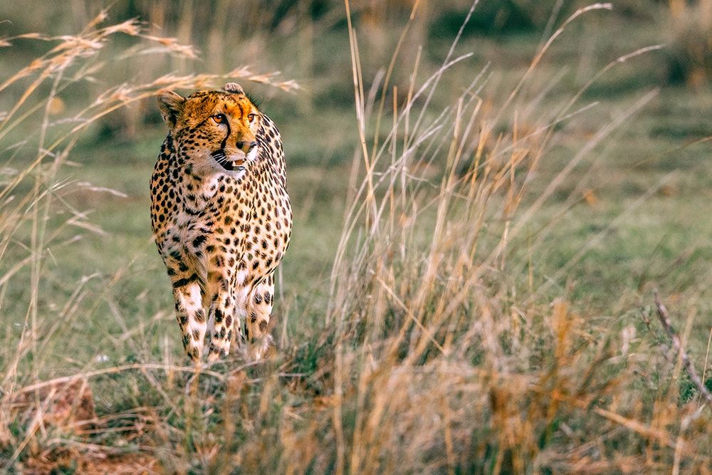 On The Prowl art print by Shelley Lake for $57.95 CAD