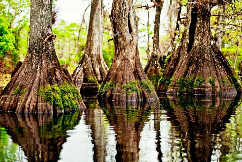 Tree Stumps art print by Bruce Nawrocke for $57.95 CAD