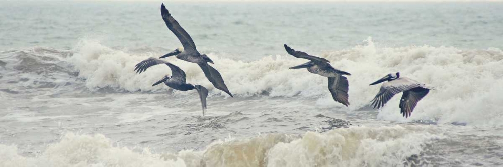 Pelican Panel I art print by Bruce Nawrocke for $57.95 CAD