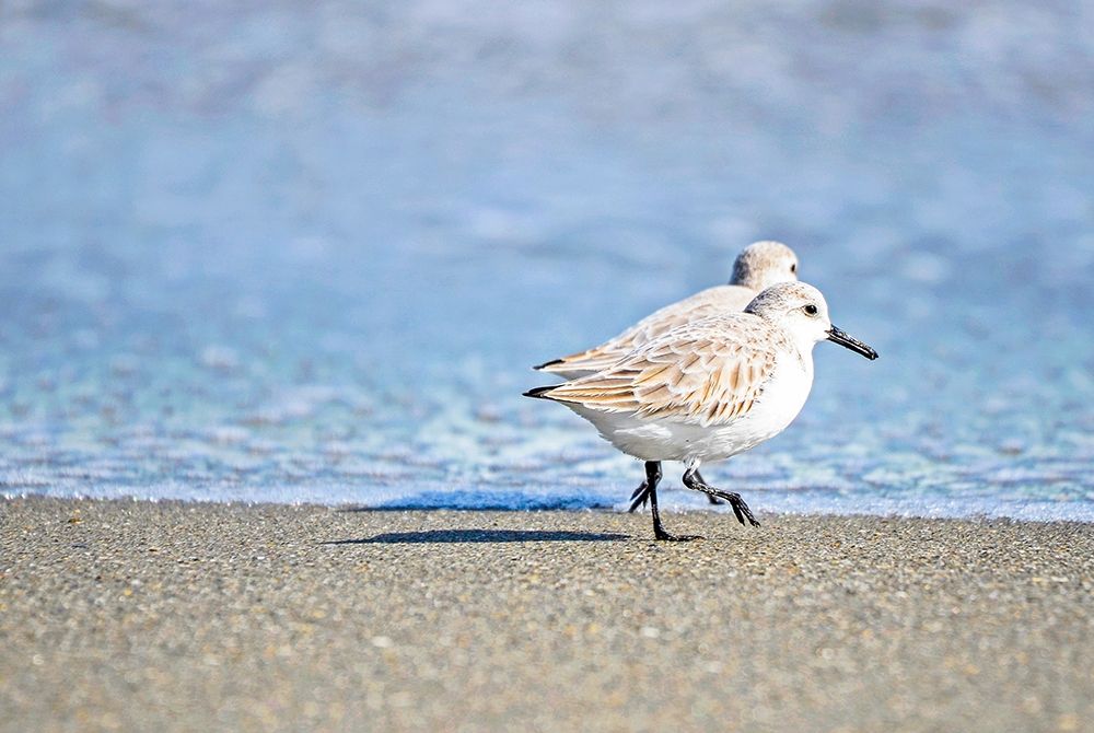 Walk Along The Coast art print by Bruce Nawrocke for $57.95 CAD