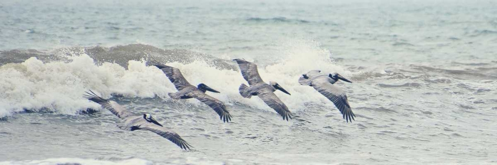 Pelican Panel II art print by Bruce Nawrocke for $57.95 CAD