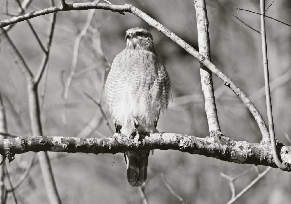 Hawk art print by Bruce Nawrocke for $57.95 CAD