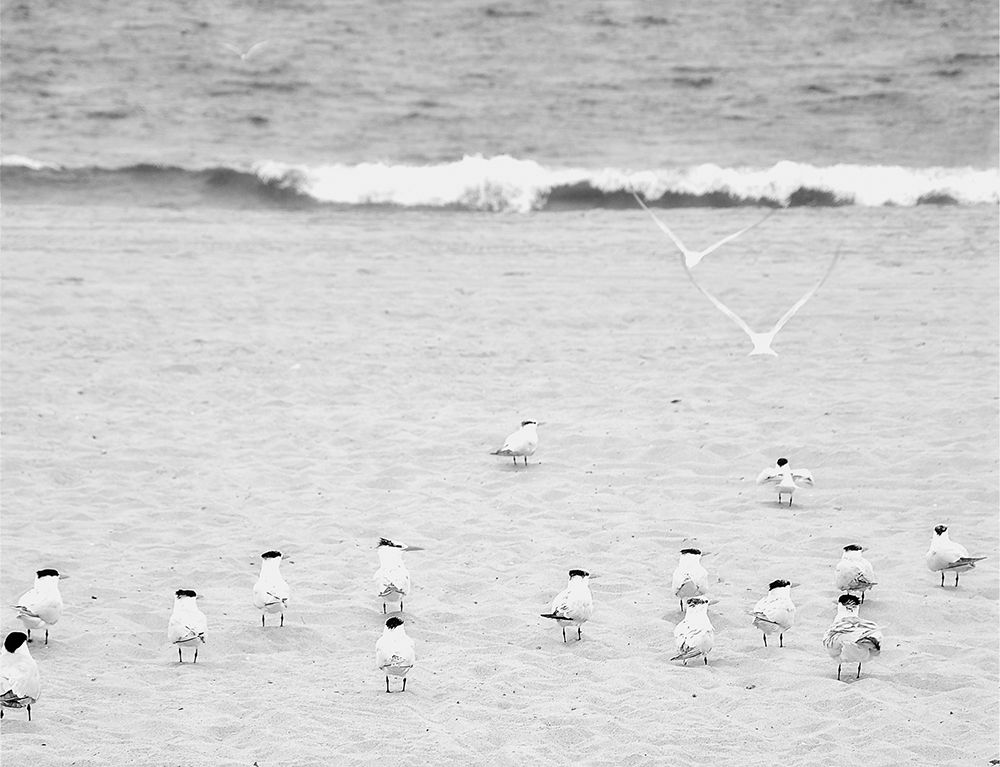 The Coastline Flock art print by Bill Carson Photography for $57.95 CAD