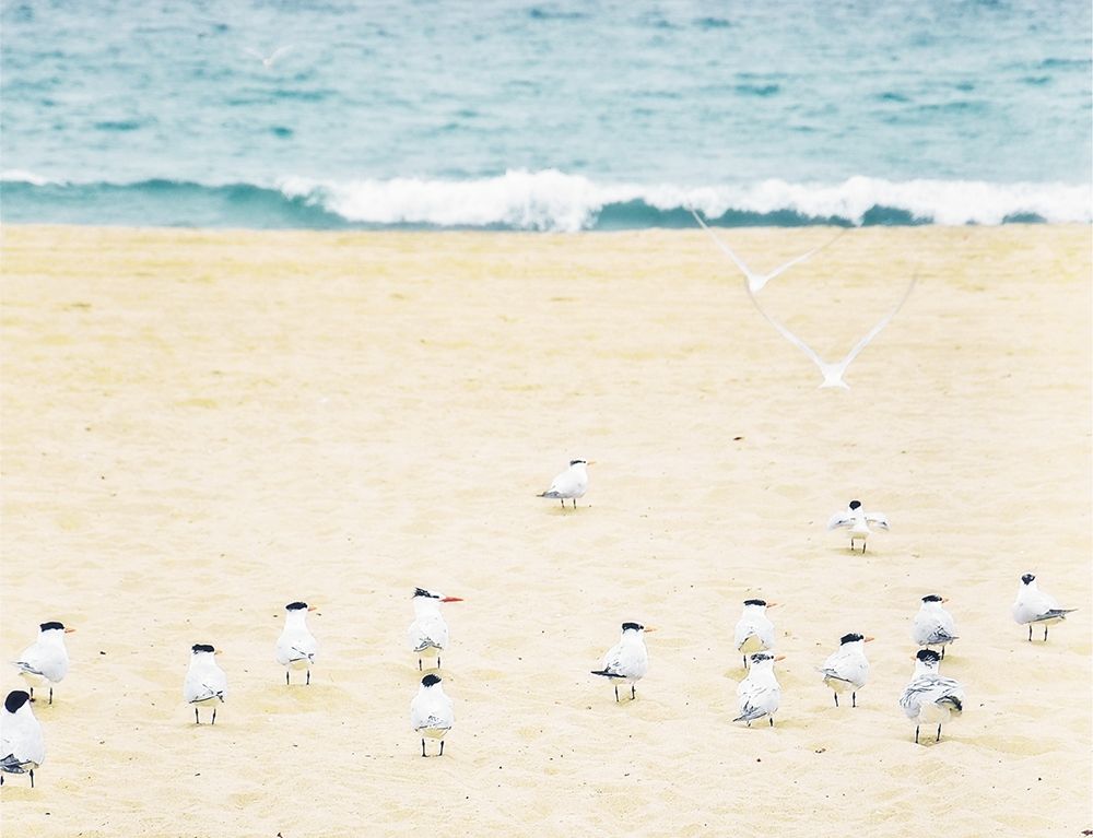 Relaxed Seagulls art print by Bill Carson Photography for $57.95 CAD