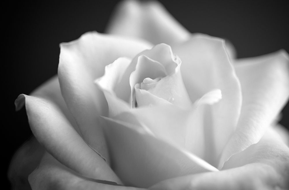 Blooming White Rose art print by Bill Carson Photography for $57.95 CAD