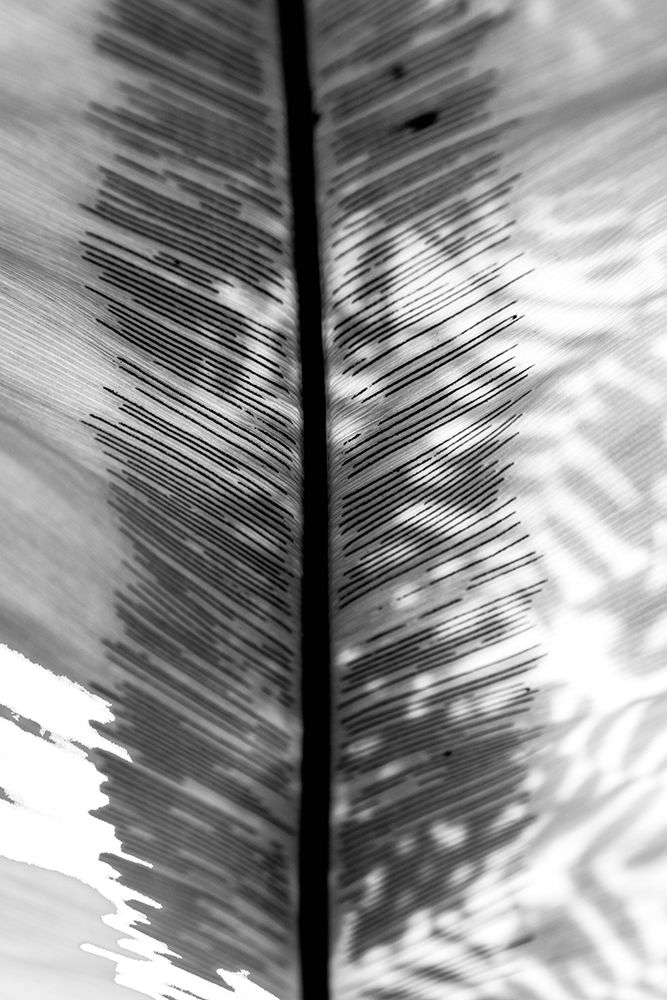 BW Leaf art print by Bill Carson Photography for $57.95 CAD