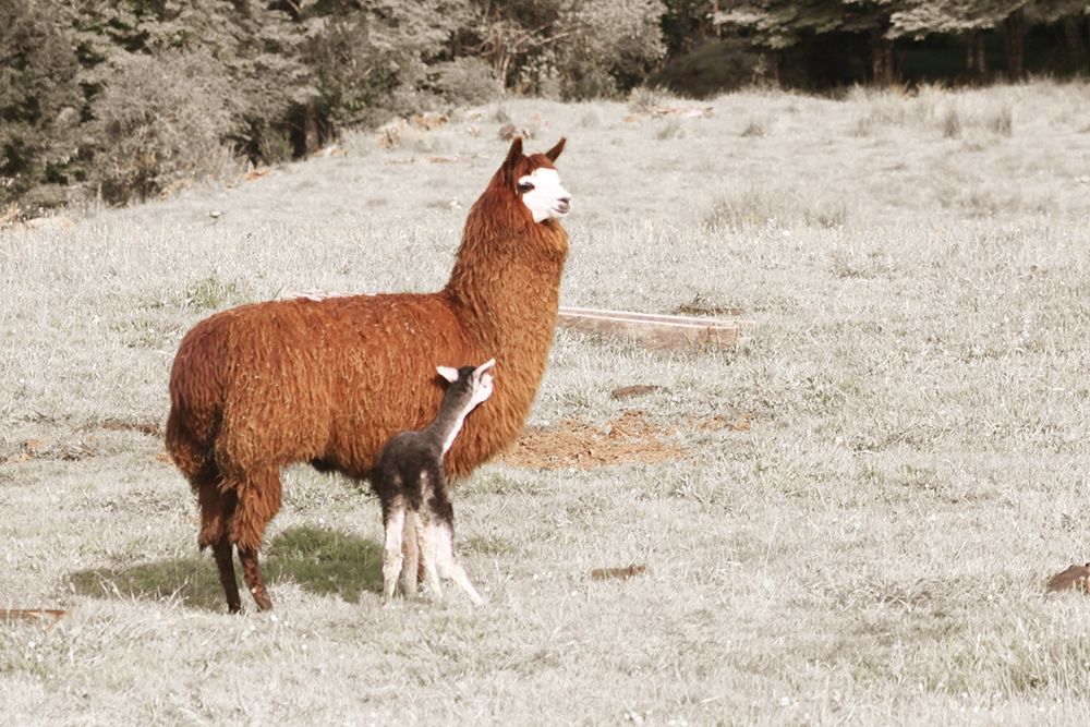 Baby Llama Mama art print by Anna Coppel for $57.95 CAD