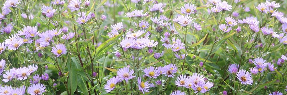 Daisy Field art print by Anna Coppel for $57.95 CAD