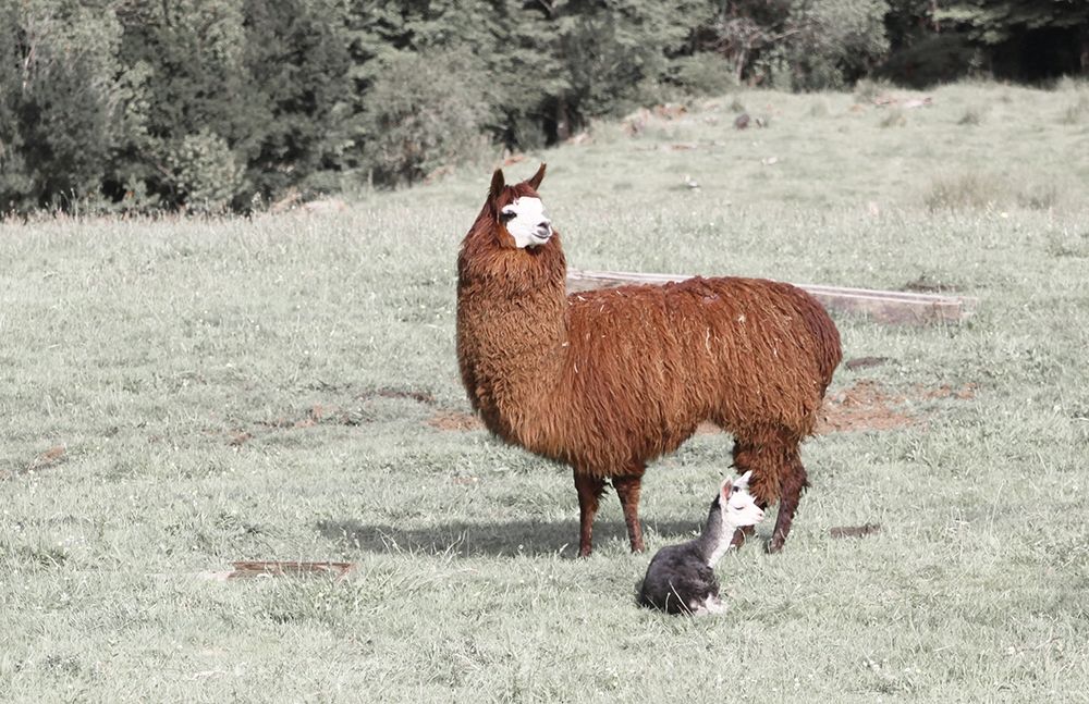 Llama Mama art print by Anna Coppel for $57.95 CAD