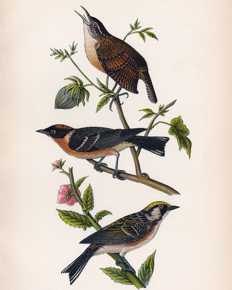 Bird Branch art print by Piddix for $57.95 CAD