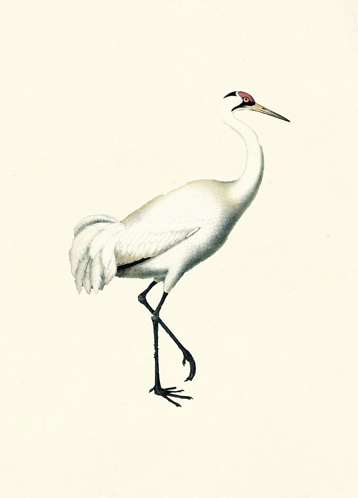 Bird III on Cream art print by Piddix for $57.95 CAD