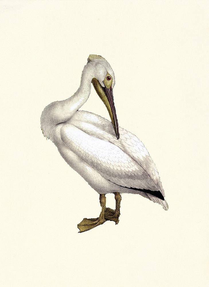 Bird IV on Cream art print by Piddix for $57.95 CAD
