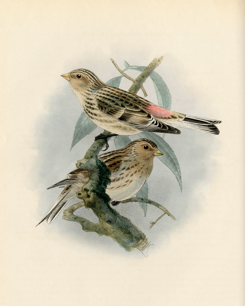 Bird Study II art print by Piddix for $57.95 CAD