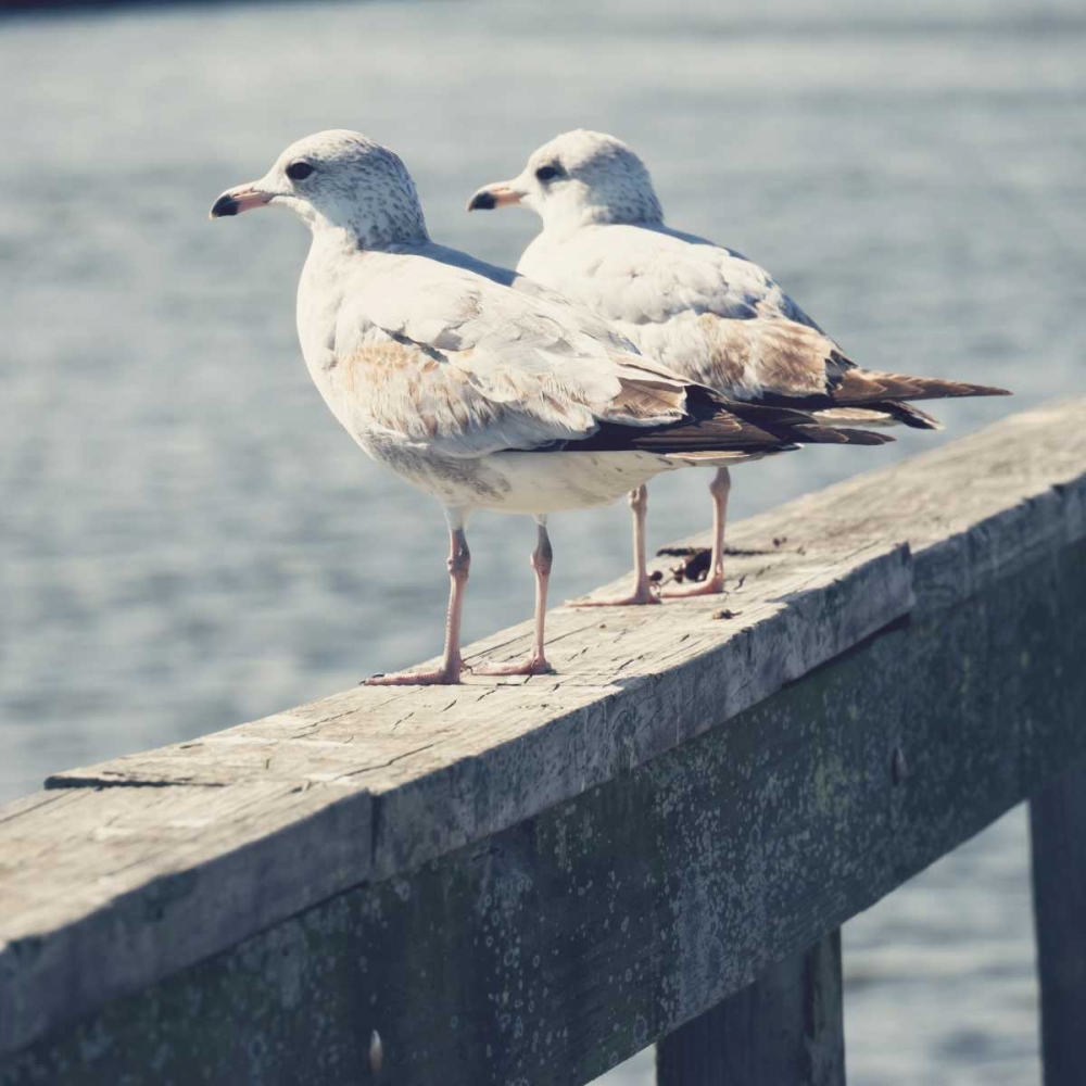 Look Out Dock II art print by Gail Peck for $57.95 CAD