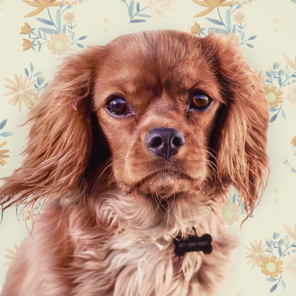 Florals and Spaniels art print by Josefina for $57.95 CAD