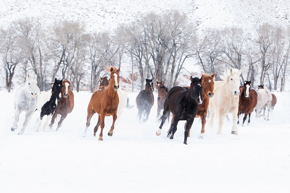 Winter Run art print by Carol Walker for $57.95 CAD