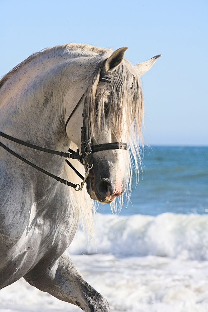 Trot on the Beach art print by Carol Walker for $57.95 CAD