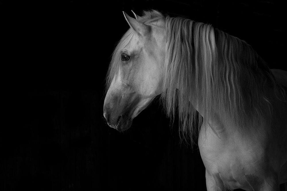 White Stallion in the Dark art print by Carol Walker for $57.95 CAD