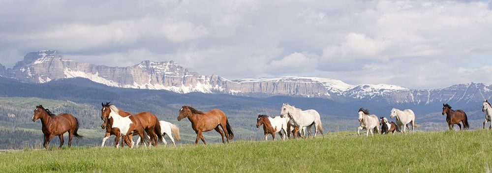 Absaroka Run art print by Carol Walker for $57.95 CAD