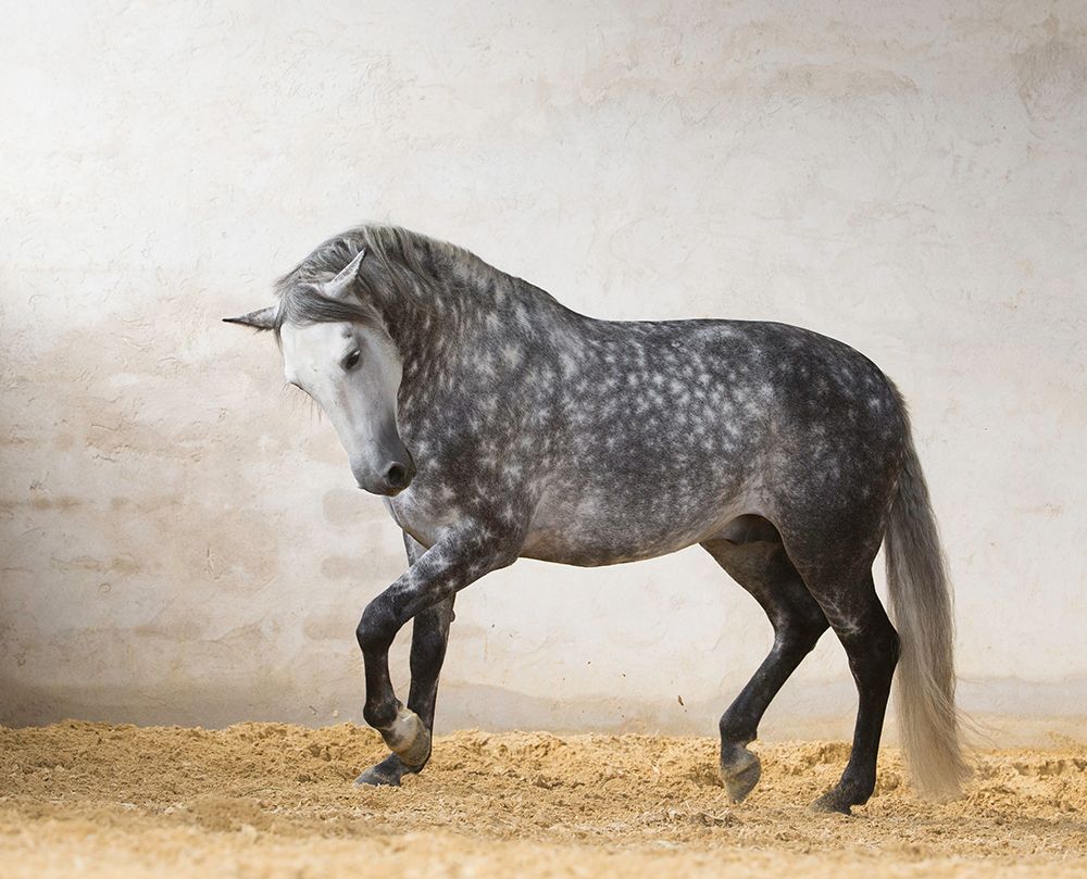 Prancing Horse art print by Carol Walker for $57.95 CAD
