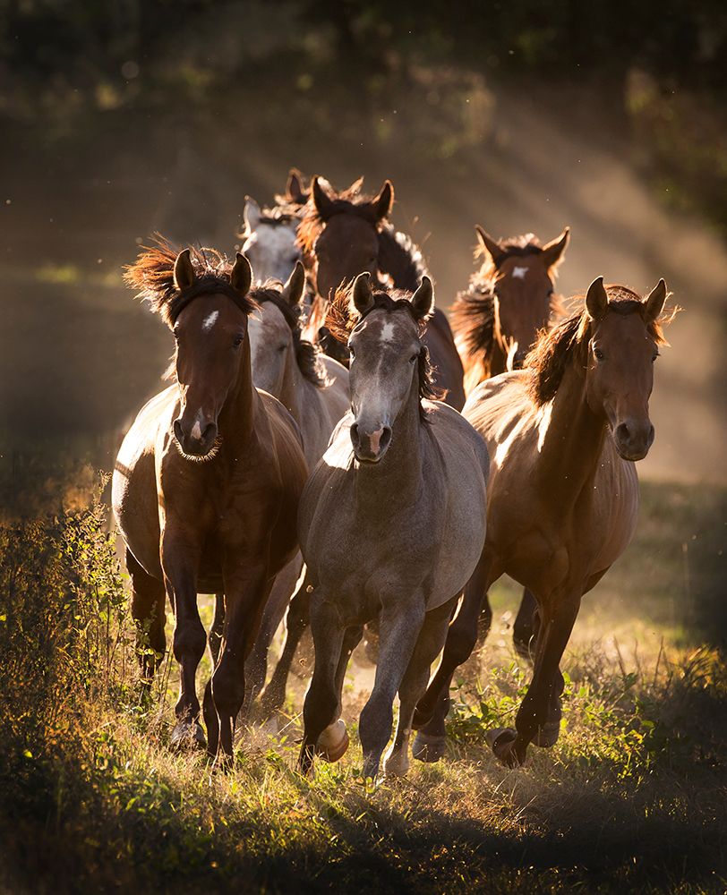 Running Mates art print by Carol Walker for $57.95 CAD
