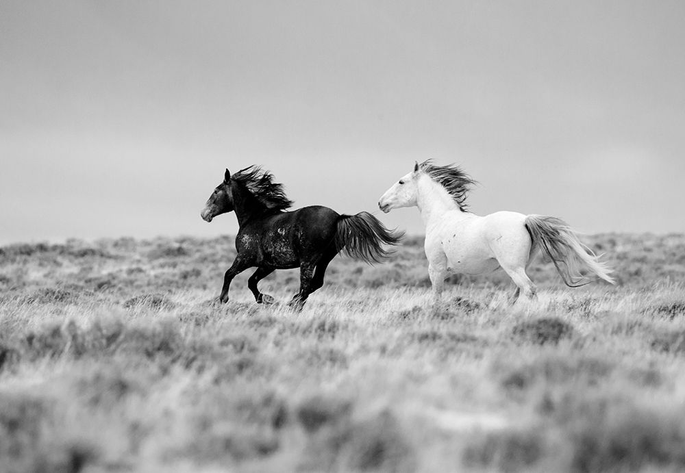 Black And White Mates art print by Carol Walker for $57.95 CAD