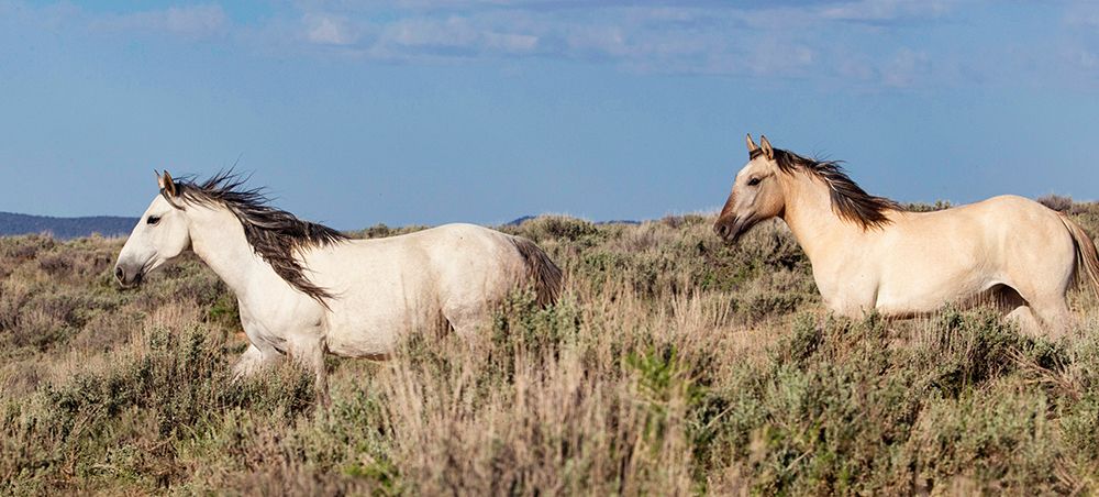 Trotting Trough The Field art print by Carol Walker for $57.95 CAD