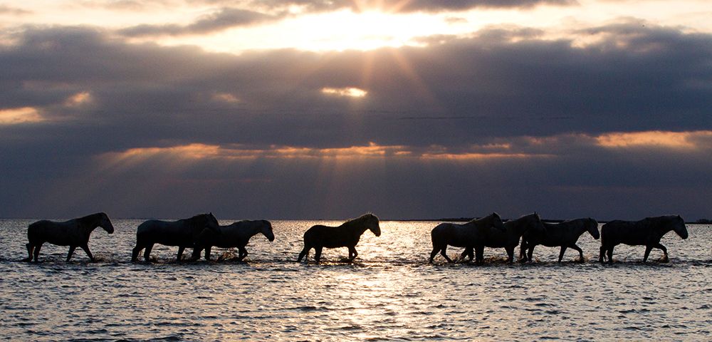 Camergue Horses At Dawn art print by Carol Walker for $57.95 CAD