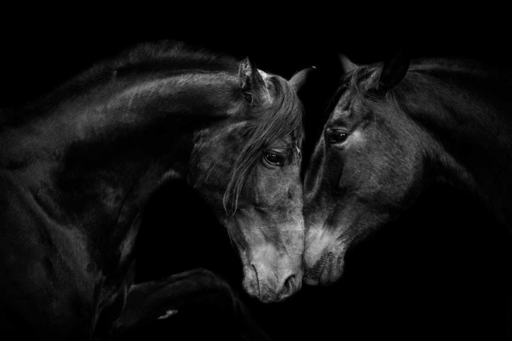 The Stallion and the Marell art print by Carol Walker for $57.95 CAD