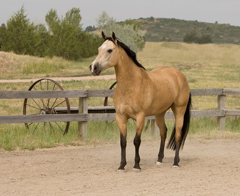 The Ranch art print by Carol Walker for $57.95 CAD