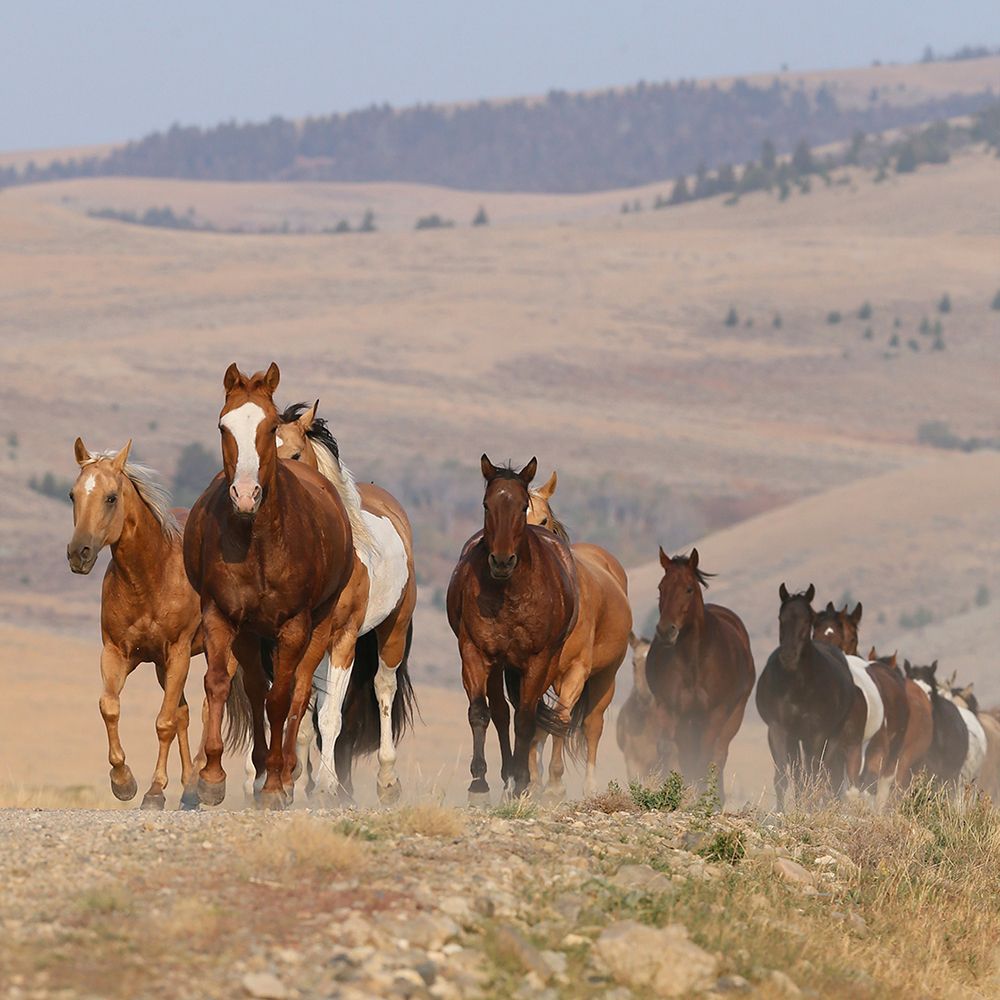 Run Wild art print by Carol Walker for $57.95 CAD