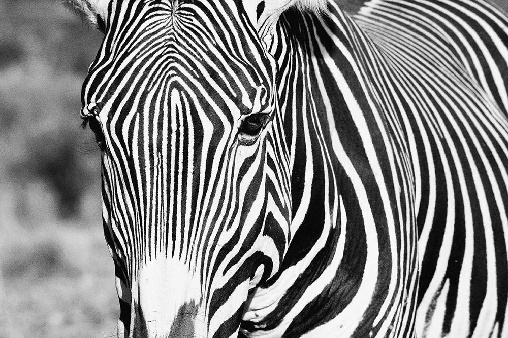 Zebra Stare art print by Carol Walker for $57.95 CAD