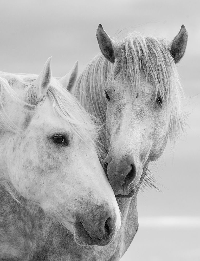 Horse Kisses art print by Carol Walker for $57.95 CAD