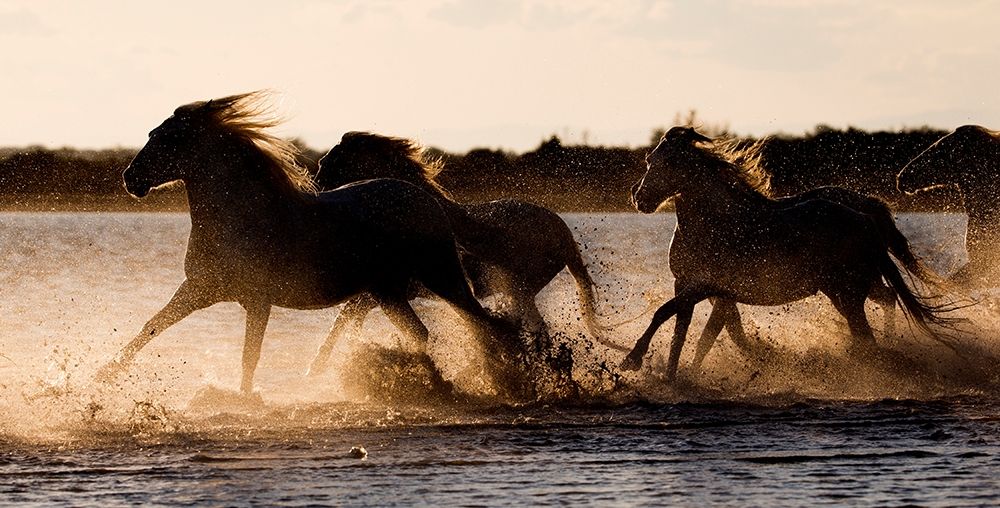 Shore Run art print by Carol Walker for $57.95 CAD