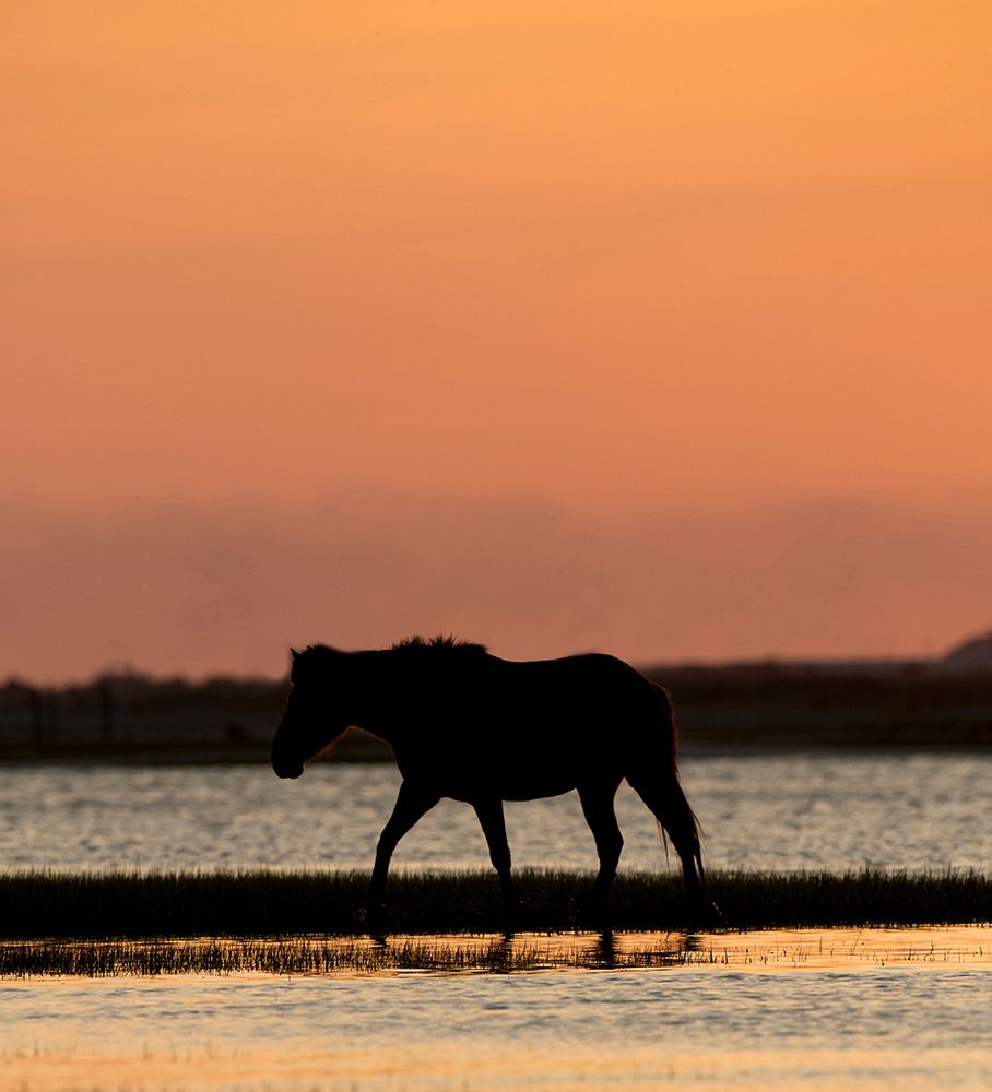 Sunset Stroll art print by Carol Walker for $57.95 CAD