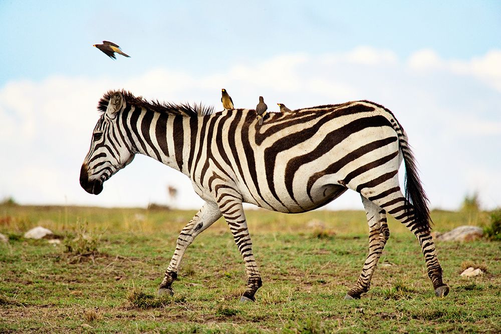 Zebra Ride art print by Carol Walker for $57.95 CAD