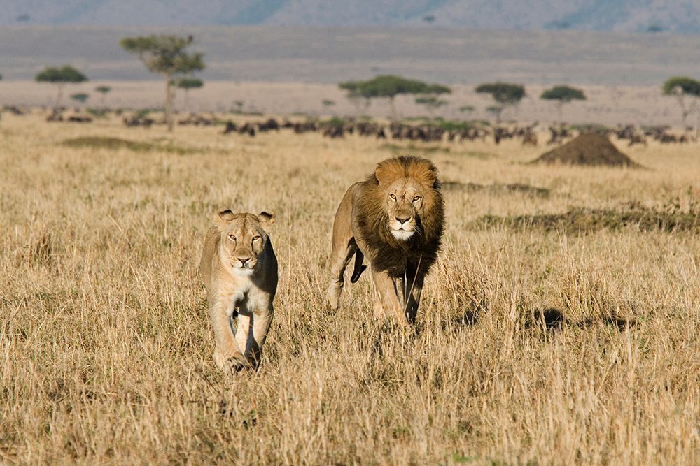The Lion Chase art print by Carol Walker for $57.95 CAD