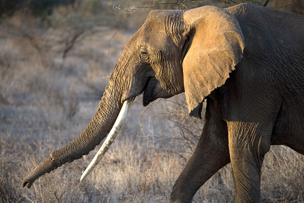 Gazing Elephant art print by Carol Walker for $57.95 CAD
