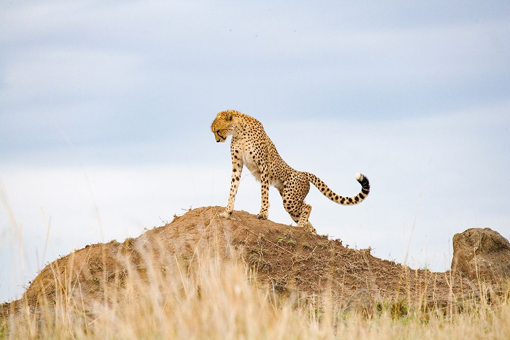Prideful Cheetah art print by Carol Walker for $57.95 CAD